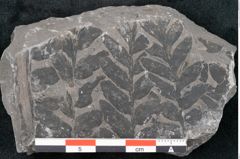 Foto (Detailansicht) von Odontopteris minor Brongniart (NHMW-GEO-2024-0188-10713)